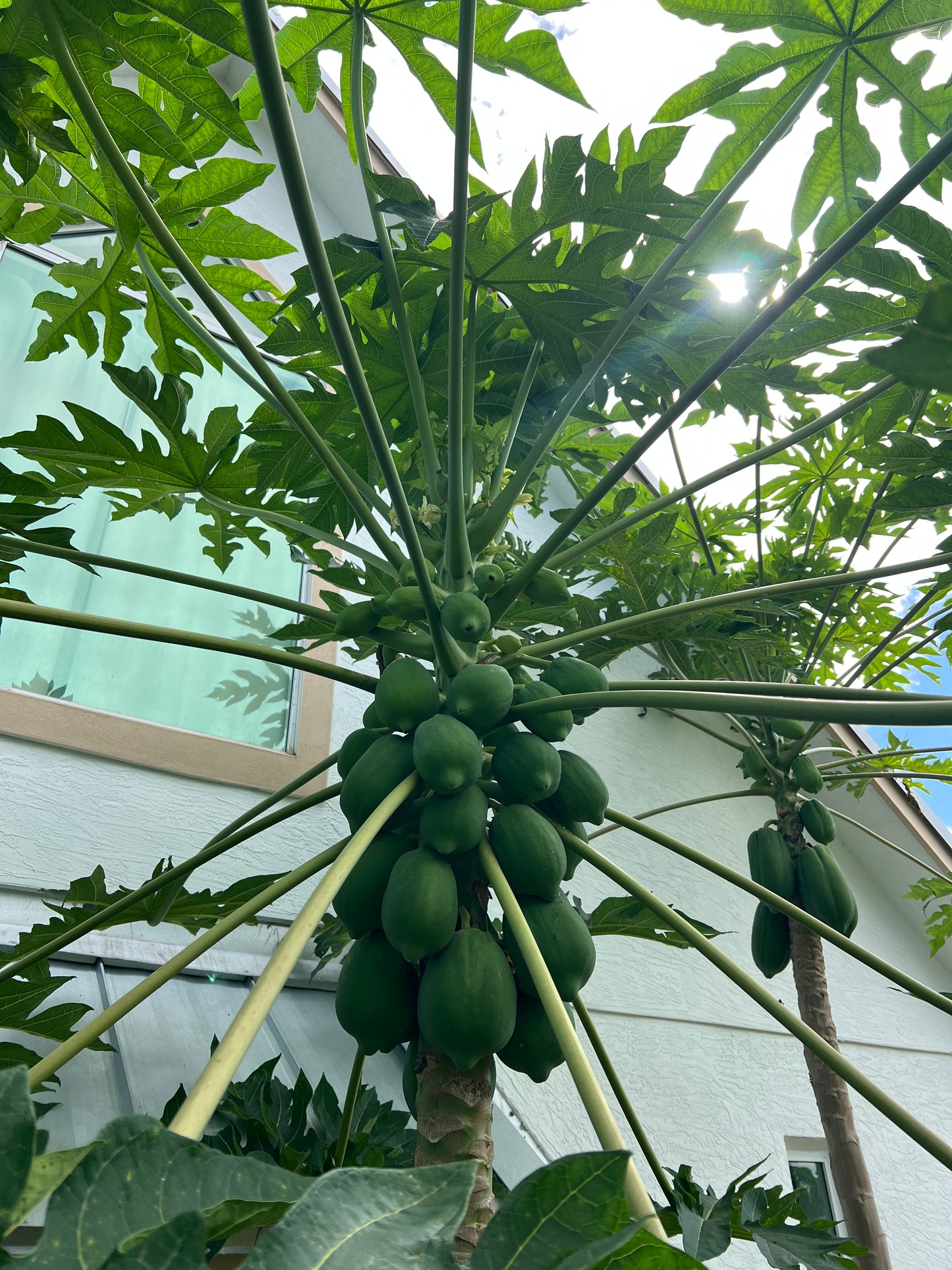 Papaya Seeds