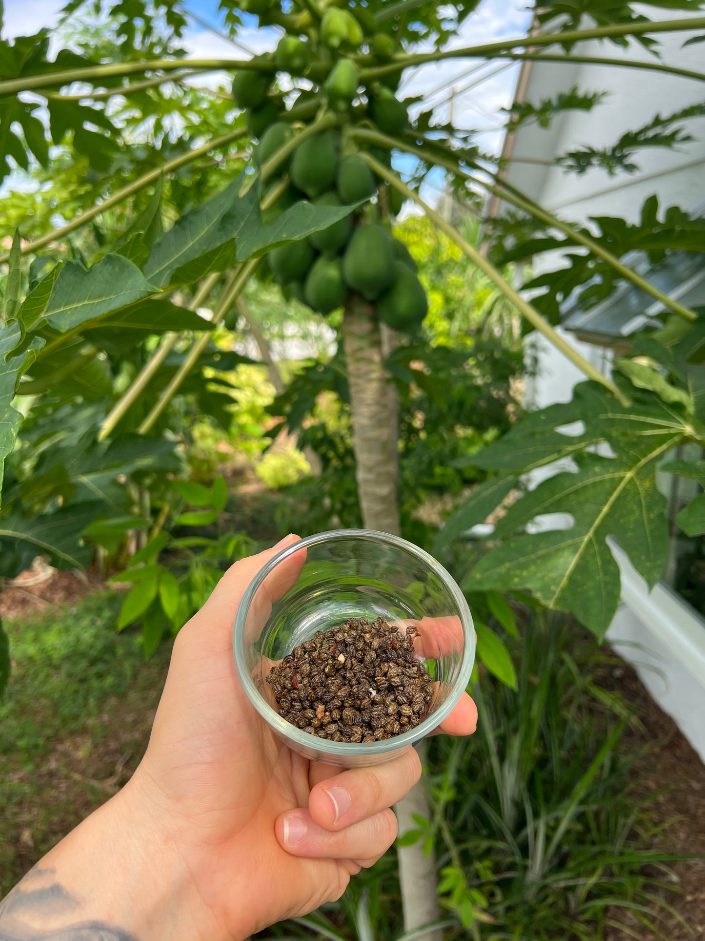 Papaya Seeds