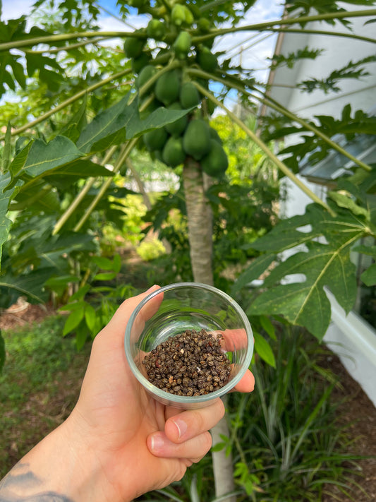 Papaya Seeds