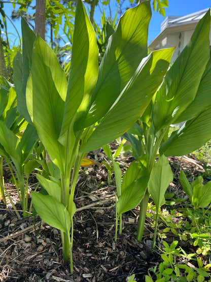 Orange Turmeric Root