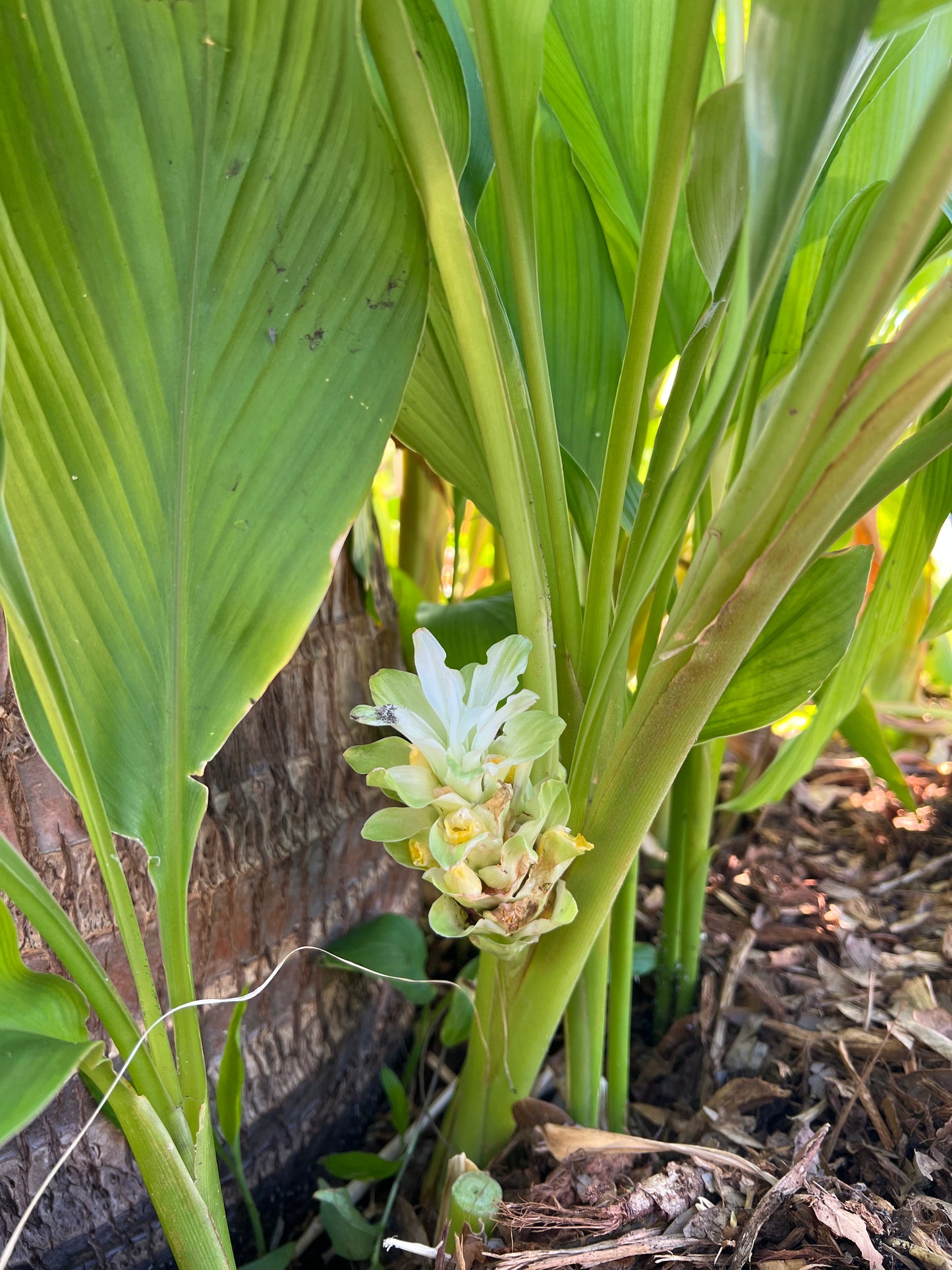 Orange Turmeric Root
