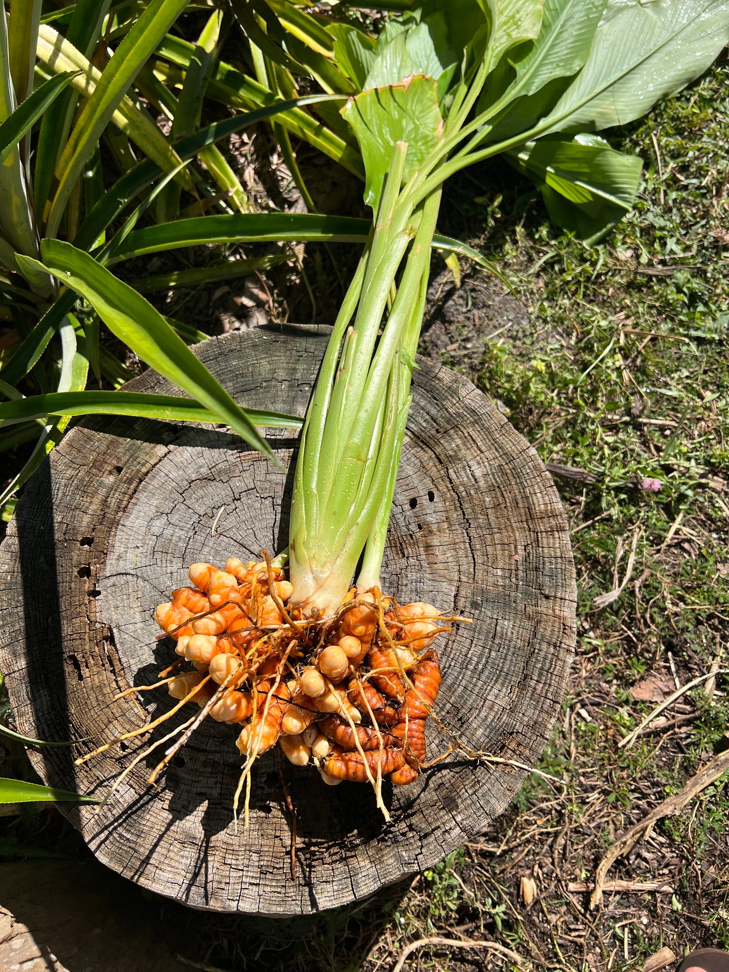 Orange Turmeric Root