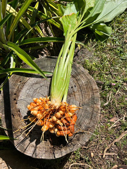 Orange Turmeric Root