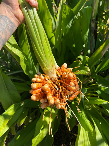 Orange Turmeric Root
