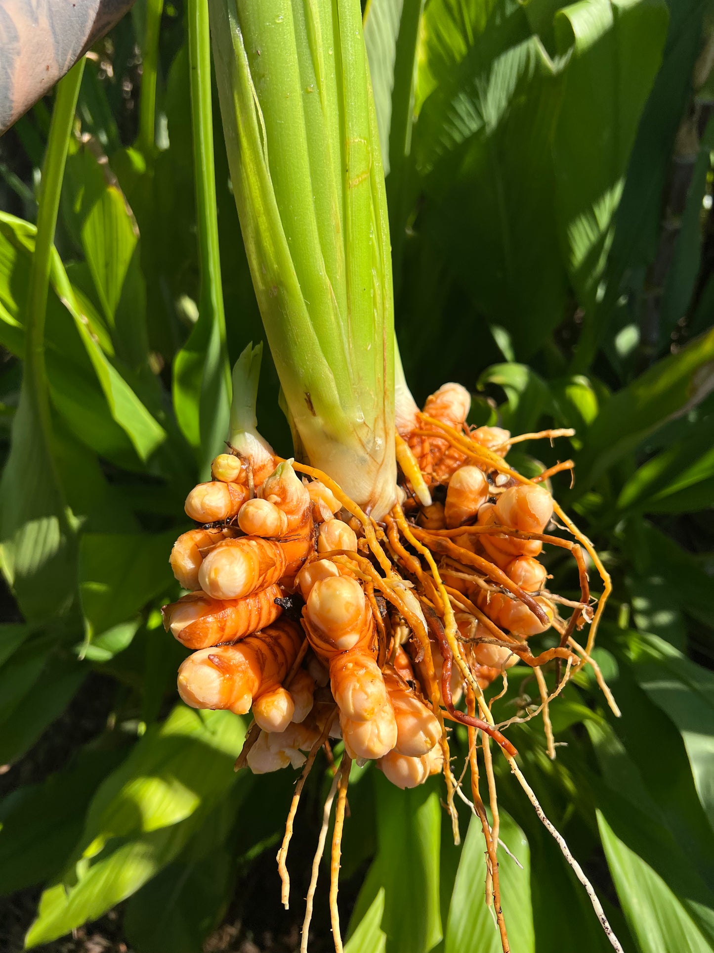 Orange Turmeric Root