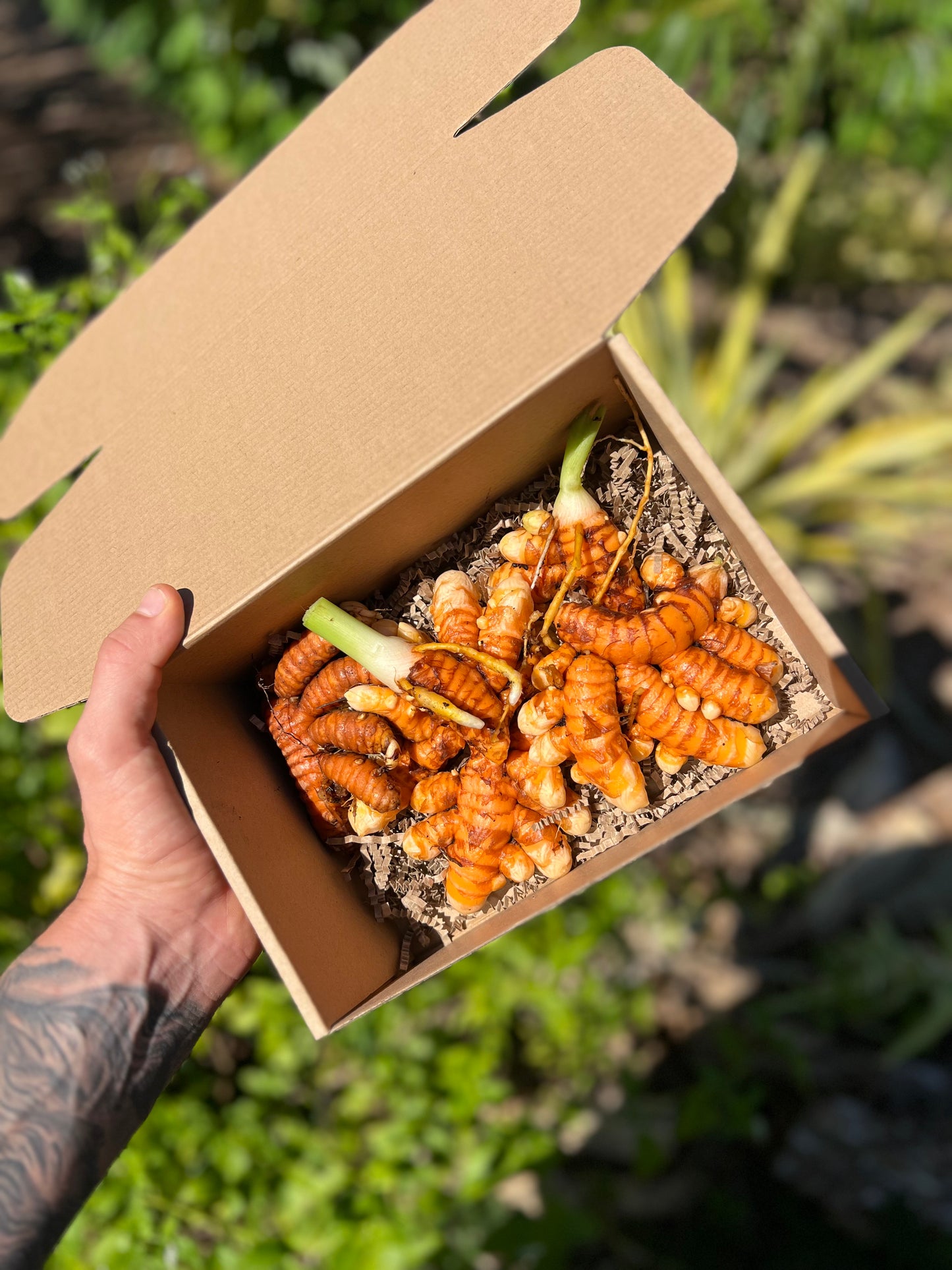 Orange Turmeric Root