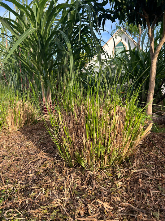 Vetiver Clumping Grass
