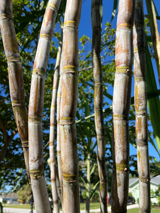 Yue Tang Sugarcane