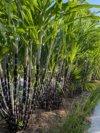 Thai Purple Sugarcane