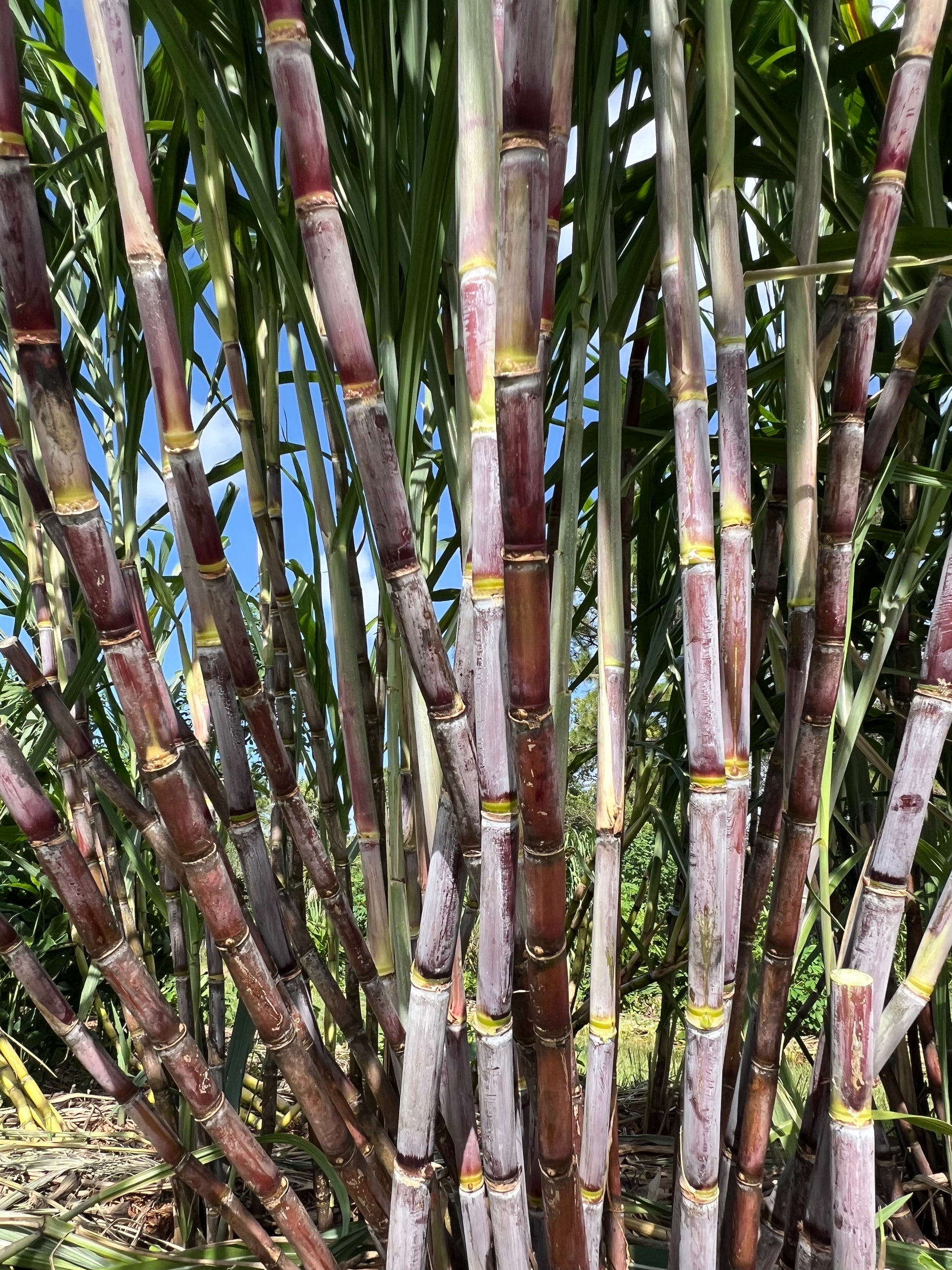 POJ sugarcane stalks with purple and green canes growing in a Florida garden