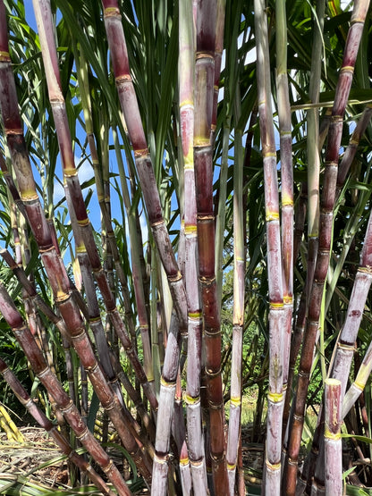 POJ sugarcane stalks with purple and green canes growing in a Florida garden