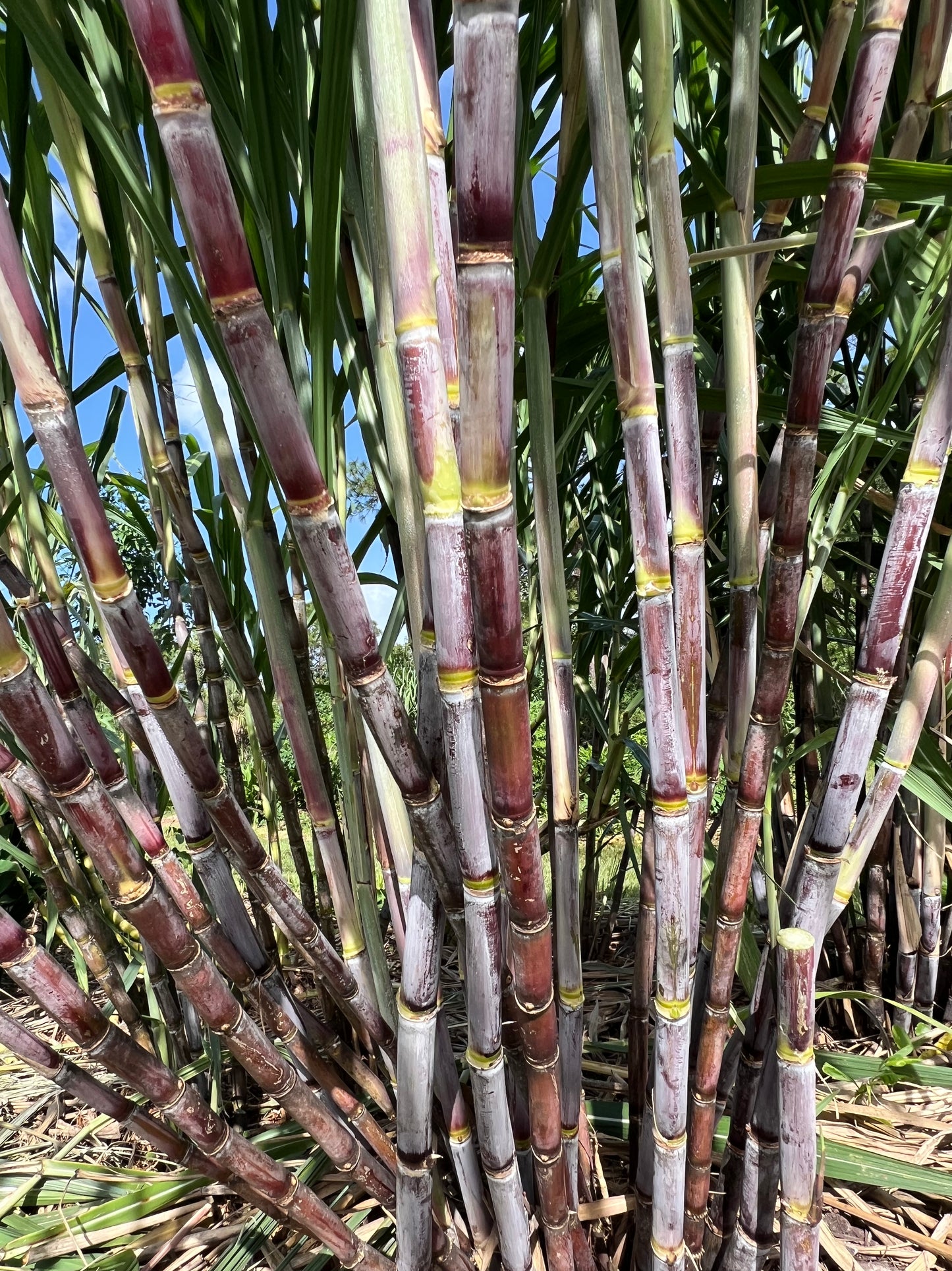 Clump of POJ sugarcane with purple stalks and green leaves
