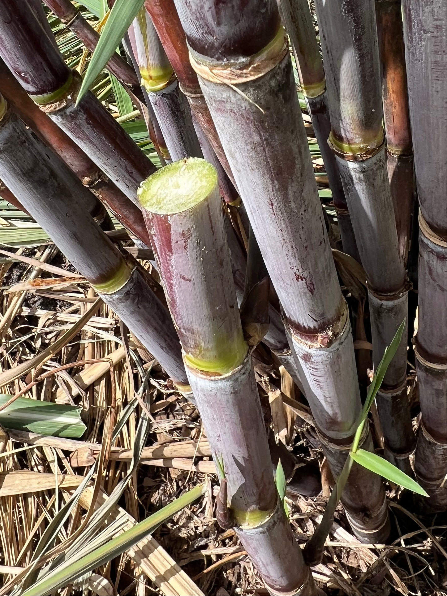 Close-up of thick purple POJ sugarcane canes with a freshly cut stalk