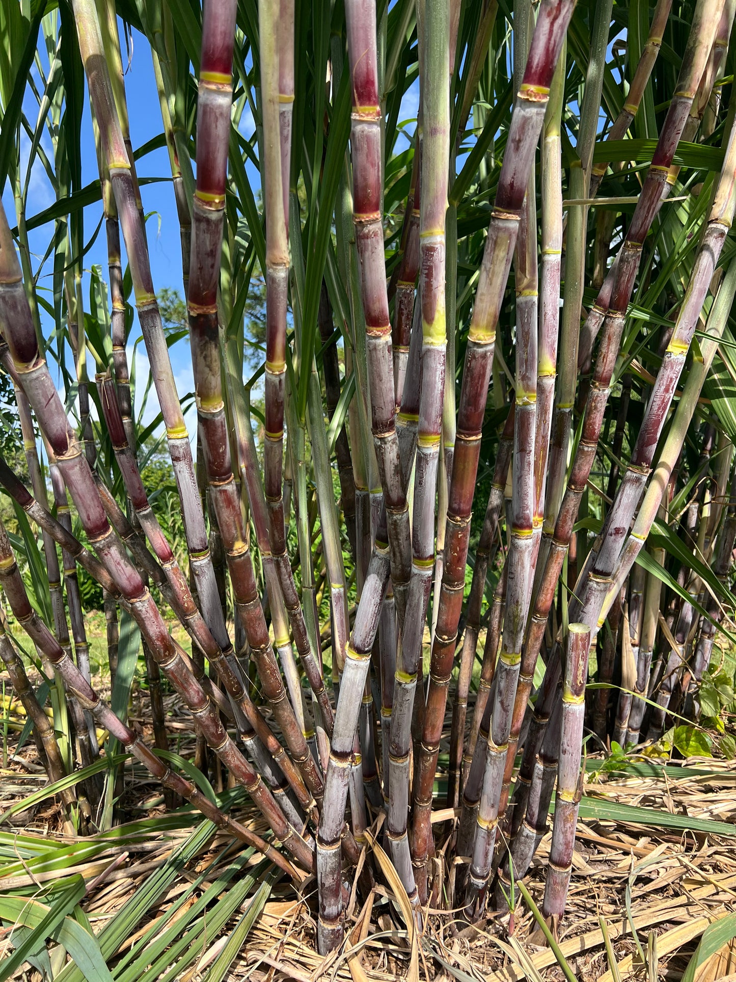 Mature POJ sugarcane clump growing in full sun