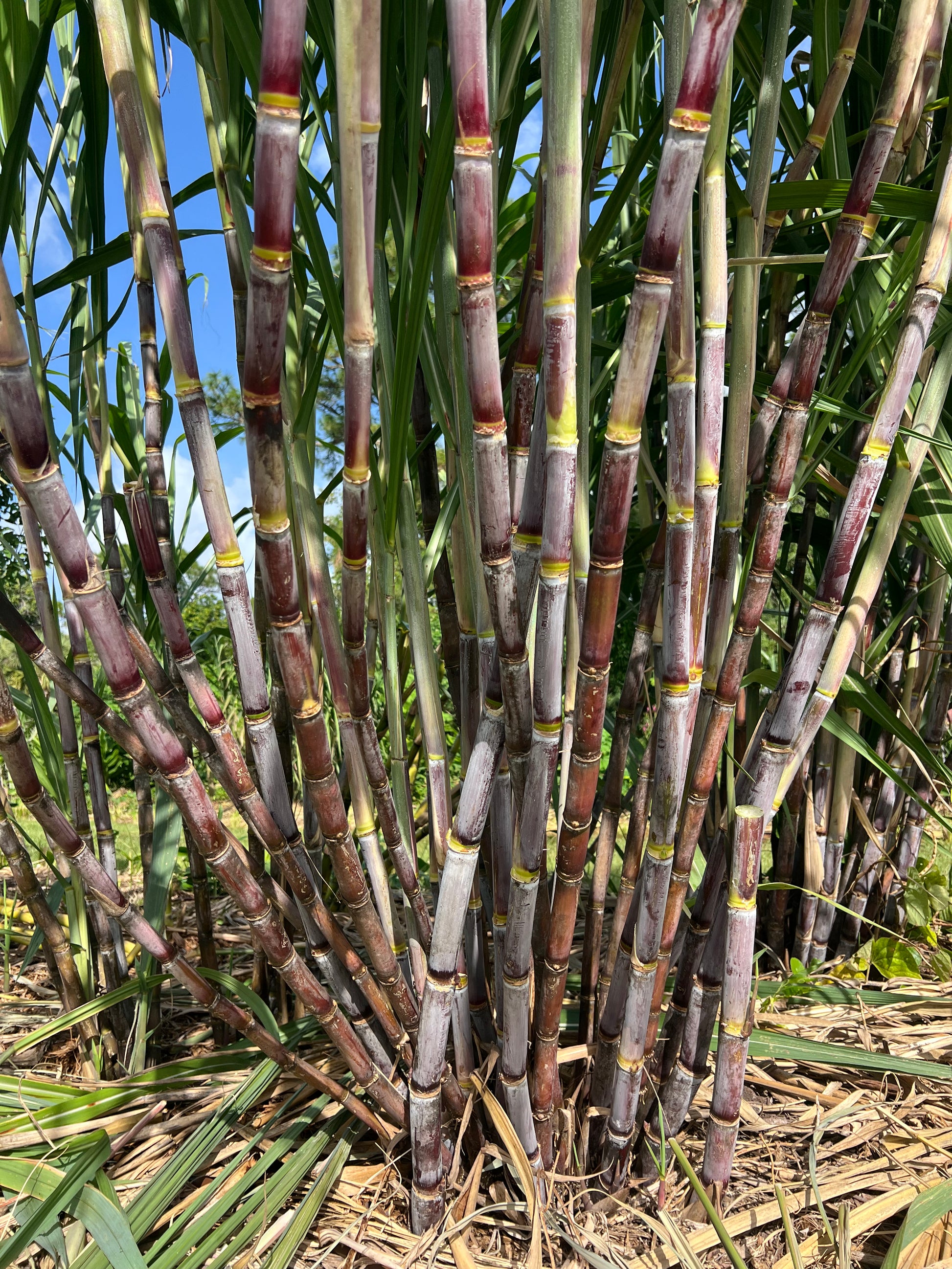 Mature POJ sugarcane clump growing in full sun