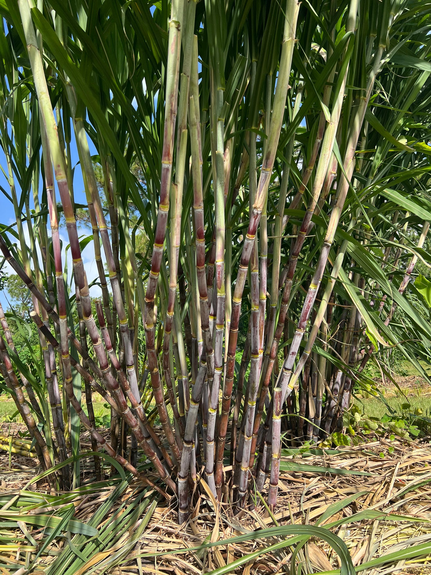 Tall POJ sugarcane plants with green leaves against a blue sky