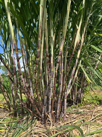 Tall POJ sugarcane plants with green leaves against a blue sky