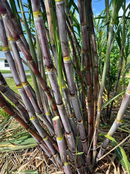 Base of a POJ sugarcane clump with purple canes and mulch