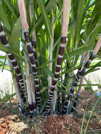 Thai Purple Sugarcane