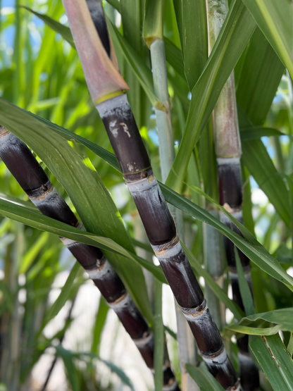 Thai Purple Sugarcane
