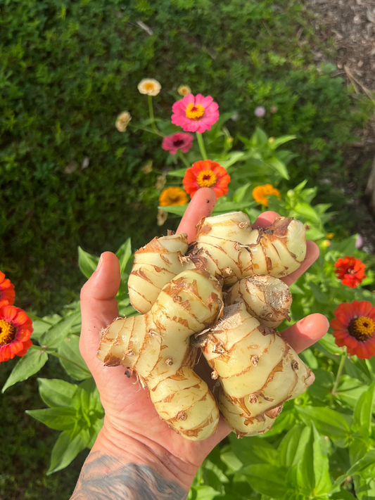 Galangal Root
