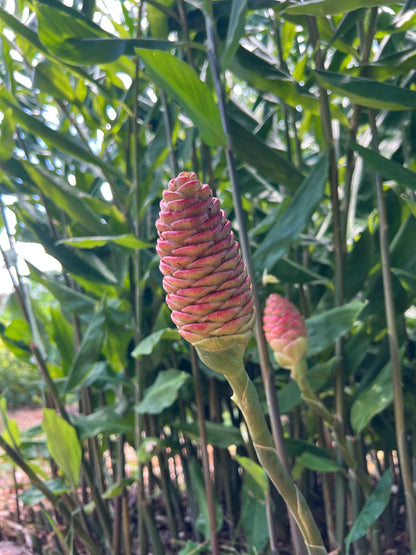 Shampoo Ginger Root