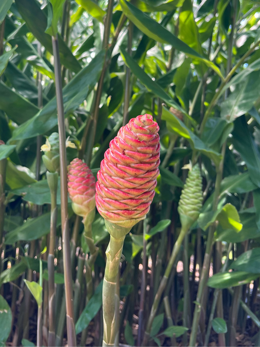 Shampoo Ginger Root