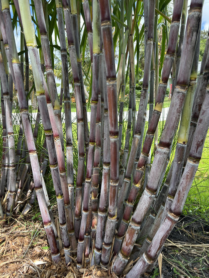 Grimal Grove Red Sugarcane