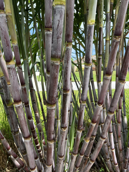 Grimal Grove Red Sugarcane