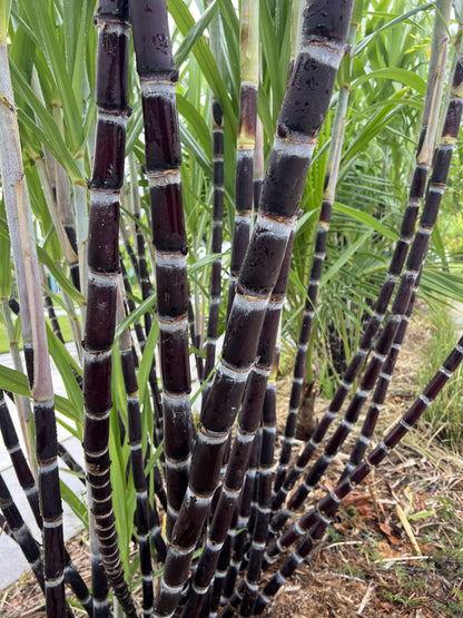 Thai Purple Sugarcane