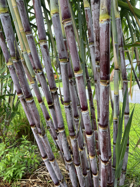 Grimal Grove Red Sugarcane