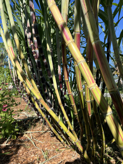Jamaican Red Stripe Sugarcane