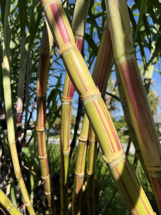 Jamaican Red Stripe Sugarcane