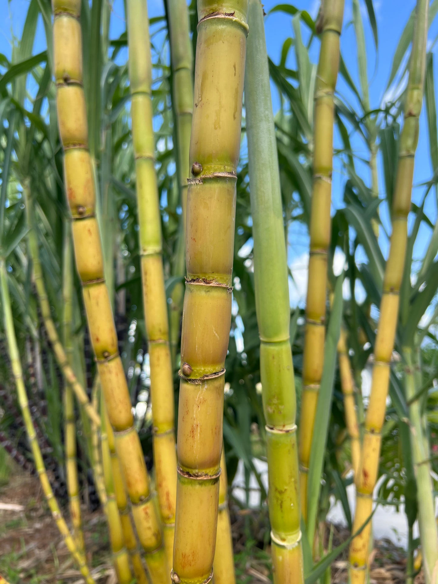 Homeowner Green Sugarcane