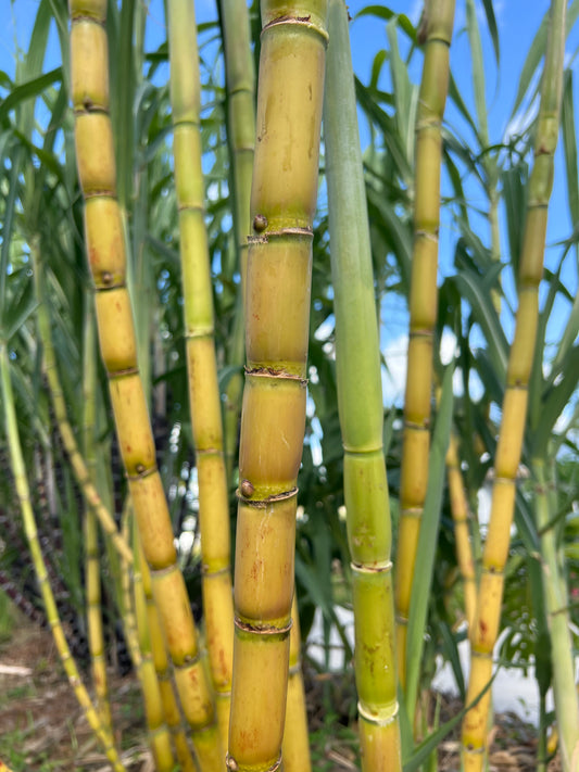 Homeowner Green Sugarcane