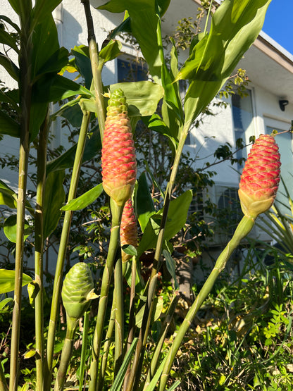 Shampoo Ginger Root