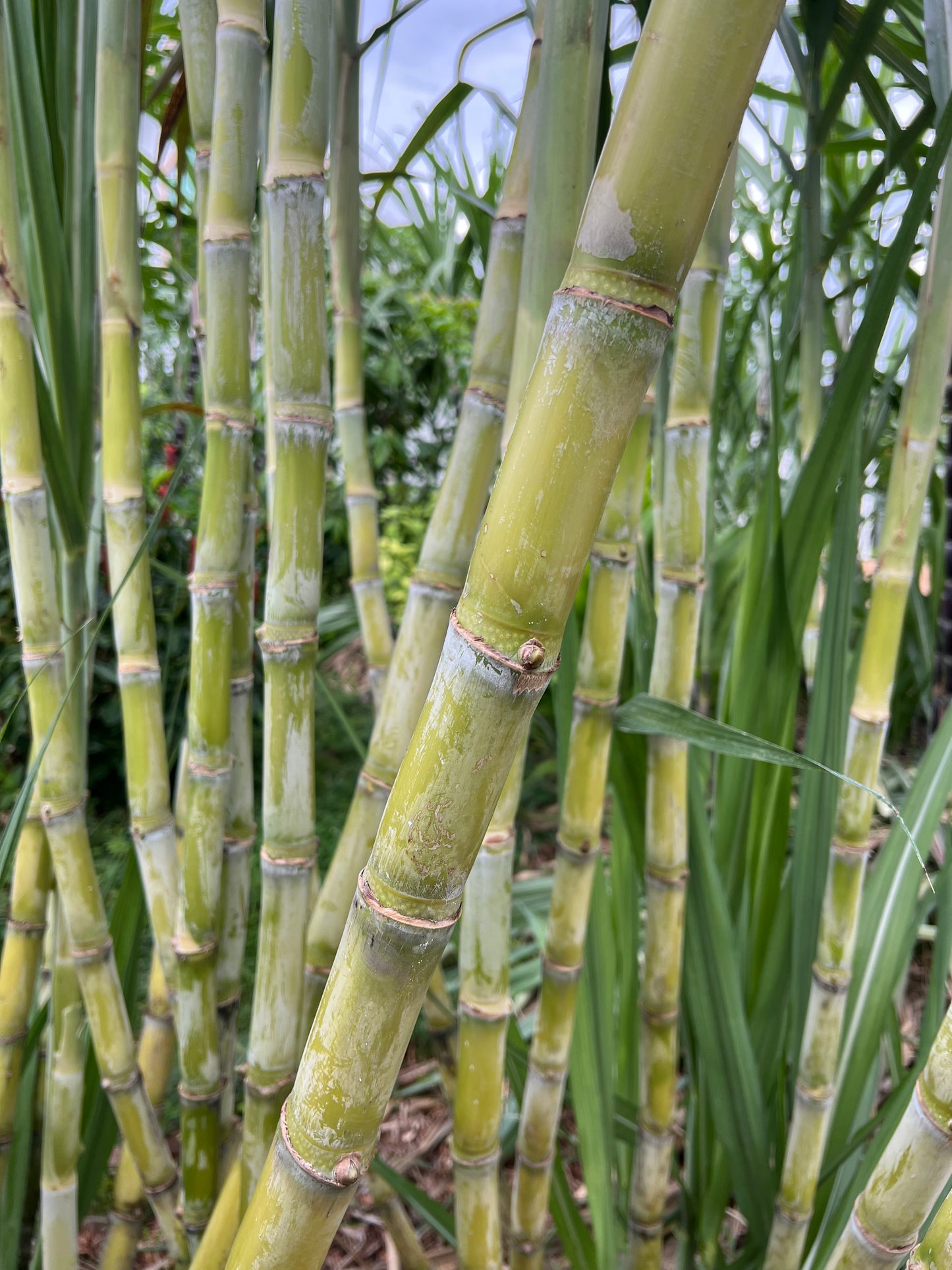 LA Green Sugarcane