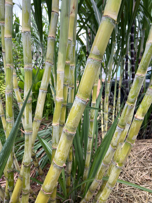 LA Green Sugarcane