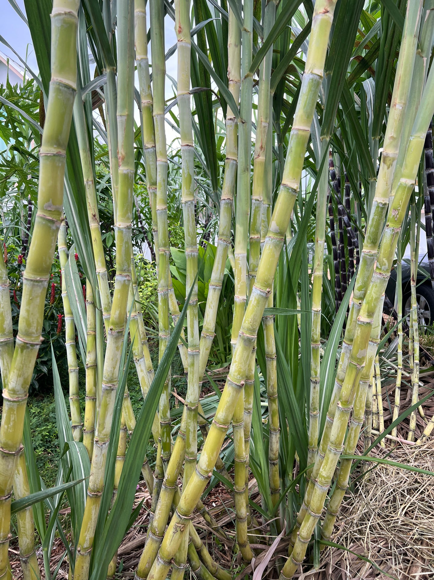 LA Green Sugarcane